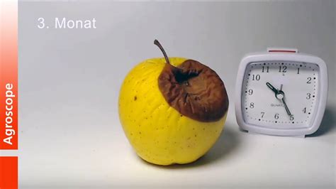 rotting fruit time lapse